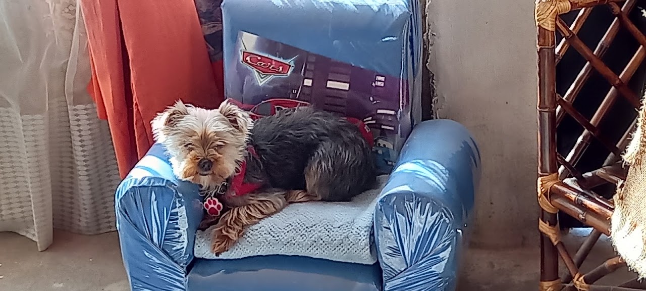 Veterinaria examinando un gato y un perro en consultorio